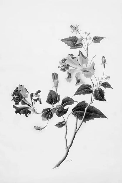 Botanical I by Deborah Revell. SKU 96567h. Archival Giclee Fine art print for wall decor.
