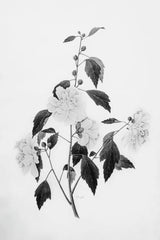 Botanical III by Deborah Revell. SKU 96569h. Archival Giclee Fine art print for wall decor.