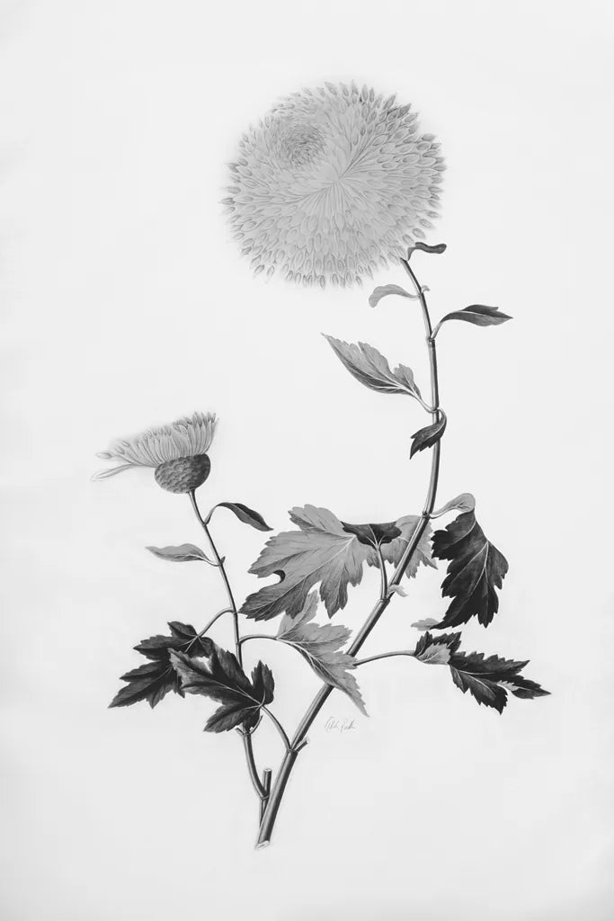 Botanical IV by Deborah Revell. SKU 96570h. Archival Giclee Fine art print for wall decor.