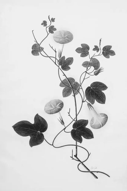 Botanical VI by Deborah Revell. SKU 96572h. Archival Giclee Fine art print for wall decor.