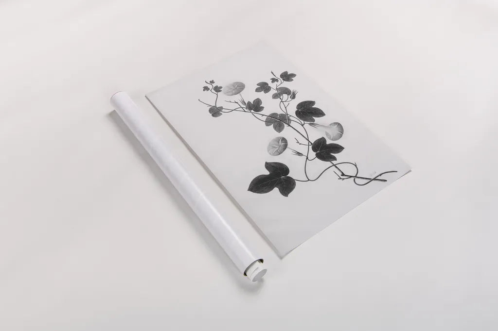 Botanical VI by Deborah Revell. shown as a rolled paper print. Available as archival giclee rolled canvas, fine art paper, or poster print. SKU 96572h.
