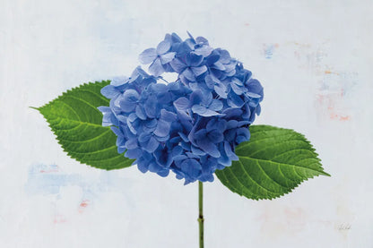 Bright Blue Hydrangea by Deborah Revell. SKU 93150i. Archival Giclee Fine art print for wall decor.