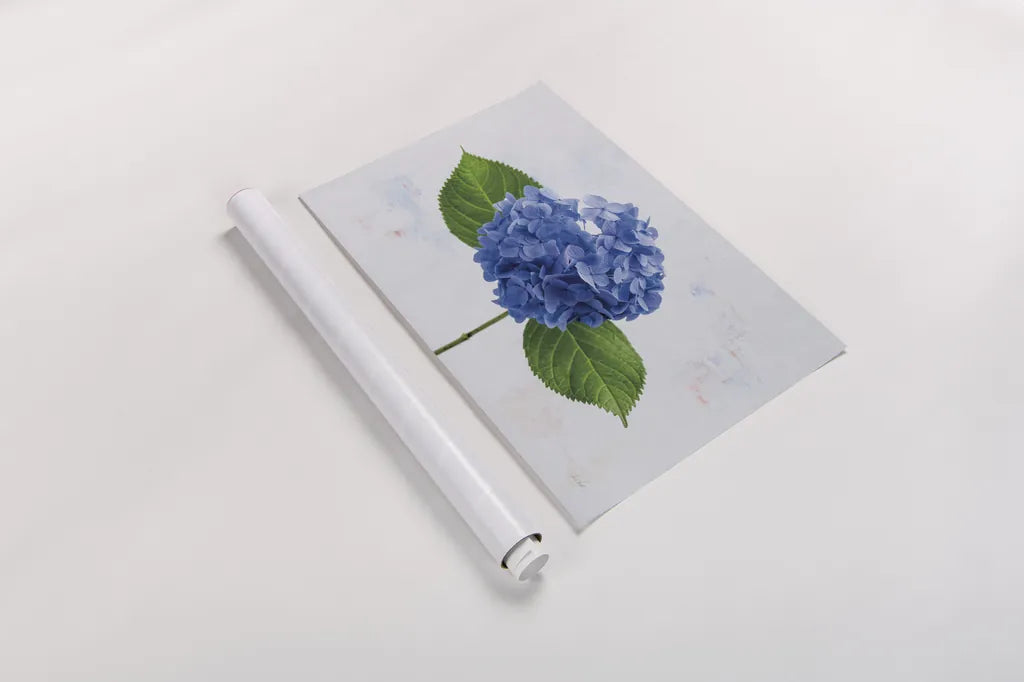 Bright Blue Hydrangea by Deborah Revell. shown as a rolled paper print. Available as archival giclee rolled canvas, fine art paper, or poster print. SKU 93150i.