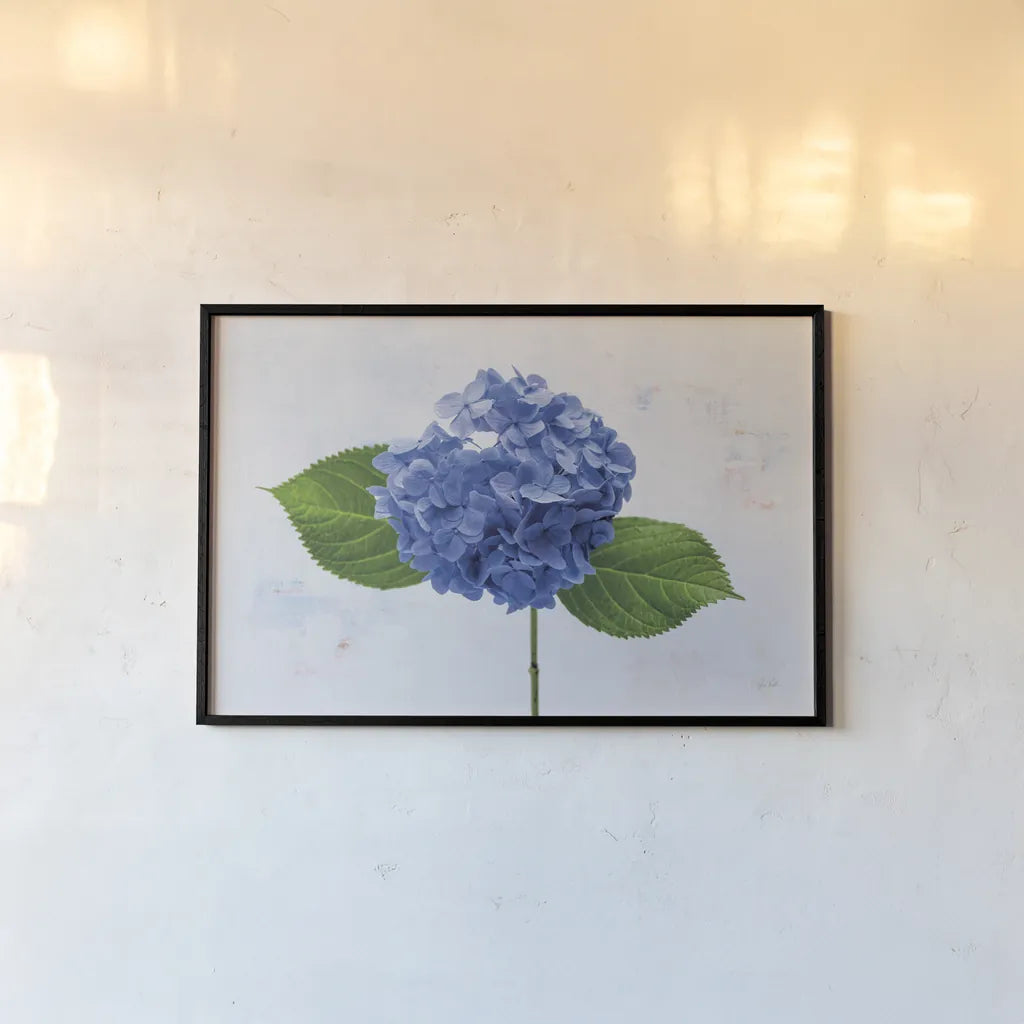 Bright Blue Hydrangea by Deborah Revell. shown as a paper print in a black flame. Available as a archival giclee rolled canvas, fine art paper, or poster print. SKU 93150i.
