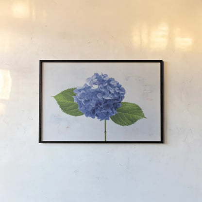 Bright Blue Hydrangea by Deborah Revell. shown as a paper print in a black flame. Available as a archival giclee rolled canvas, fine art paper, or poster print. SKU 93150i.