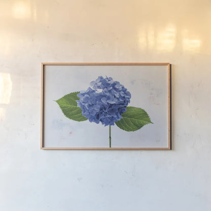 Bright Blue Hydrangea by Deborah Revell. shown as a paper print in a natural frame. Available as a archival giclee rolled canvas, fine art paper, or poster print. SKU 93150i.