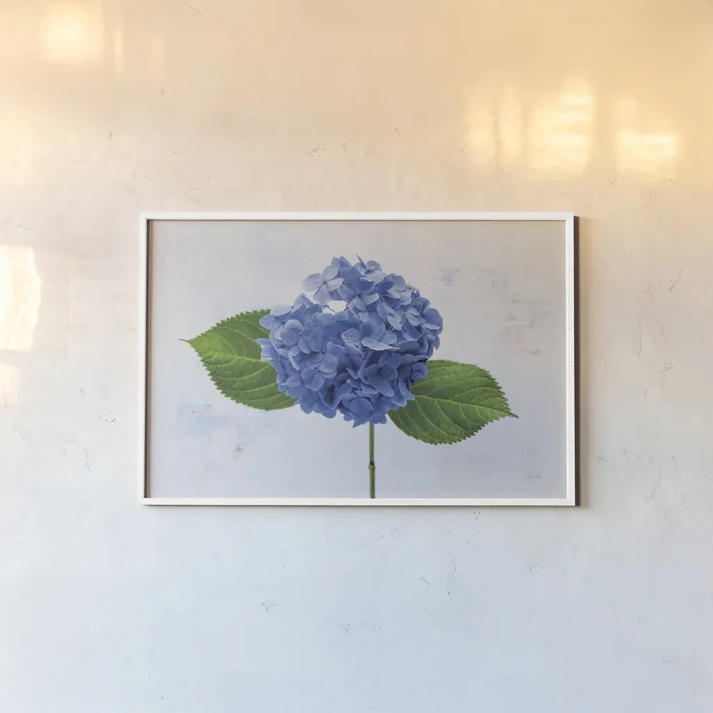 Bright Blue Hydrangea by Deborah Revell. shown as a paper print in a white frame. Available as a archival giclee rolled canvas, fine art paper, or poster print. SKU 93150i.