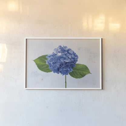 Bright Blue Hydrangea by Deborah Revell. shown as a paper print in a white frame. Available as a archival giclee rolled canvas, fine art paper, or poster print. SKU 93150i.