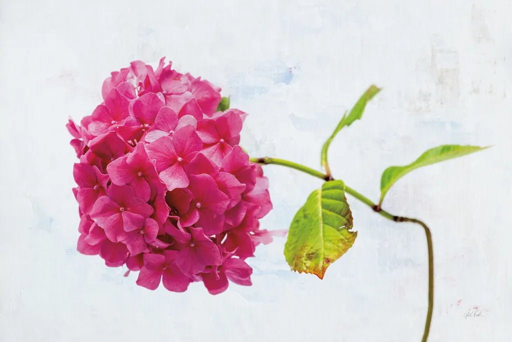 Bright Pink Hydrangea by Deborah Revell. SKU 93153i. Archival Giclee Fine art print for wall decor.