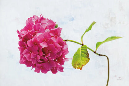 Bright Pink Hydrangea by Deborah Revell. SKU 93153i. Archival Giclee Fine art print for wall decor.