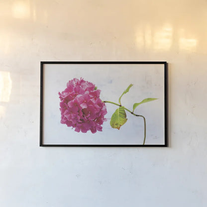 Bright Pink Hydrangea by Deborah Revell. shown as a paper print in a black flame. Available as a archival giclee rolled canvas, fine art paper, or poster print. SKU 93153i.