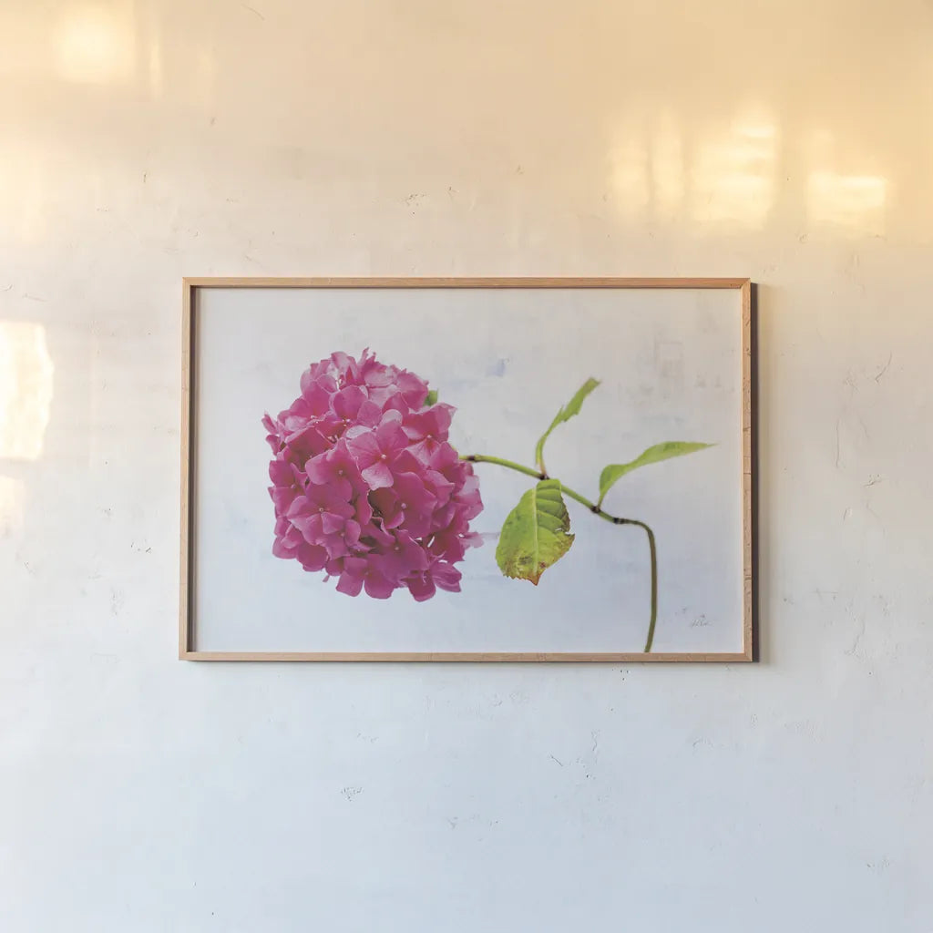 Bright Pink Hydrangea by Deborah Revell. shown as a paper print in a natural frame. Available as a archival giclee rolled canvas, fine art paper, or poster print. SKU 93153i.