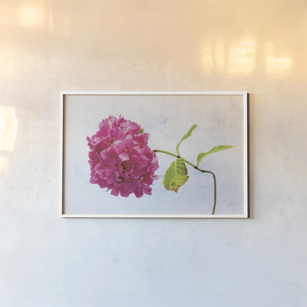 Bright Pink Hydrangea by Deborah Revell. shown as a paper print in a white frame. Available as a archival giclee rolled canvas, fine art paper, or poster print. SKU 93153i.