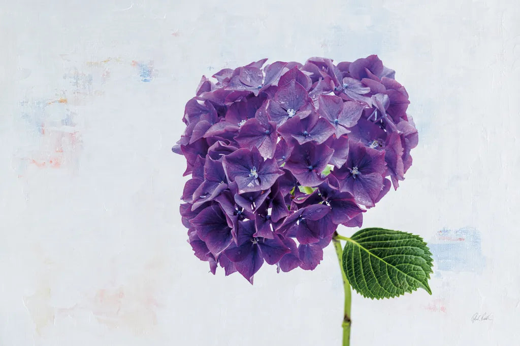Bright Purple Hydrangea by Deborah Revell. SKU 93155i. Archival Giclee Fine art print for wall decor.