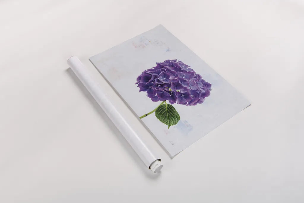 Bright Purple Hydrangea by Deborah Revell. shown as a rolled paper print. Available as archival giclee rolled canvas, fine art paper, or poster print. SKU 93155i.