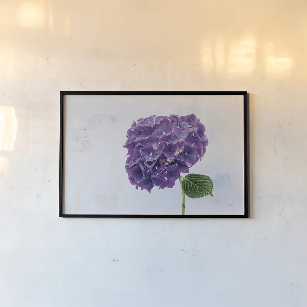 Bright Purple Hydrangea by Deborah Revell. shown as a paper print in a black flame. Available as a archival giclee rolled canvas, fine art paper, or poster print. SKU 93155i.