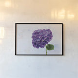 Bright Purple Hydrangea by Deborah Revell. shown as a paper print in a black flame. Available as a archival giclee rolled canvas, fine art paper, or poster print. SKU 93155i.