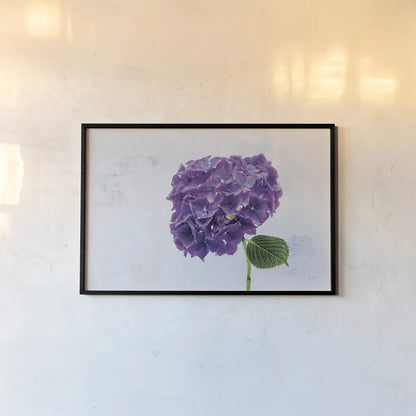 Bright Purple Hydrangea by Deborah Revell. shown as a paper print in a black flame. Available as a archival giclee rolled canvas, fine art paper, or poster print. SKU 93155i.