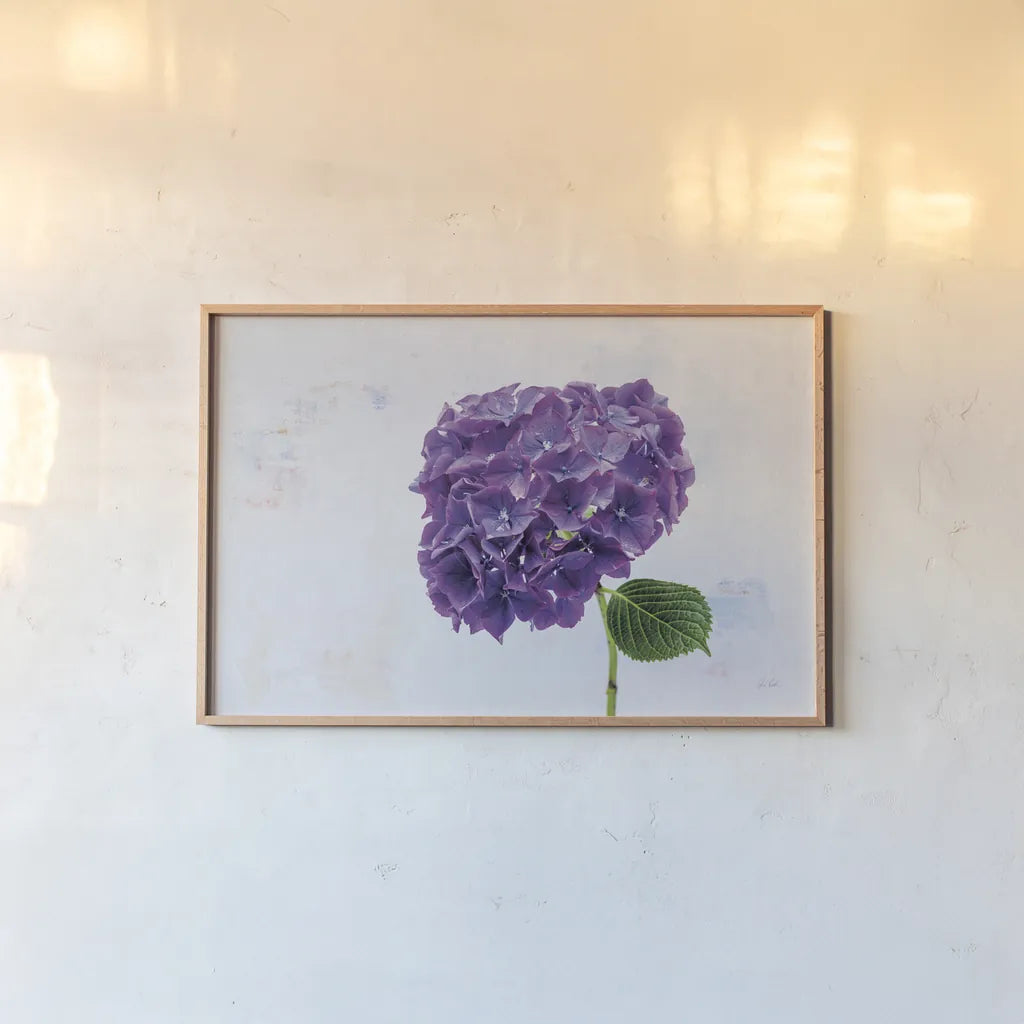 Bright Purple Hydrangea by Deborah Revell. shown as a paper print in a natural frame. Available as a archival giclee rolled canvas, fine art paper, or poster print. SKU 93155i.