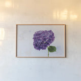 Bright Purple Hydrangea by Deborah Revell. shown as a paper print in a natural frame. Available as a archival giclee rolled canvas, fine art paper, or poster print. SKU 93155i.