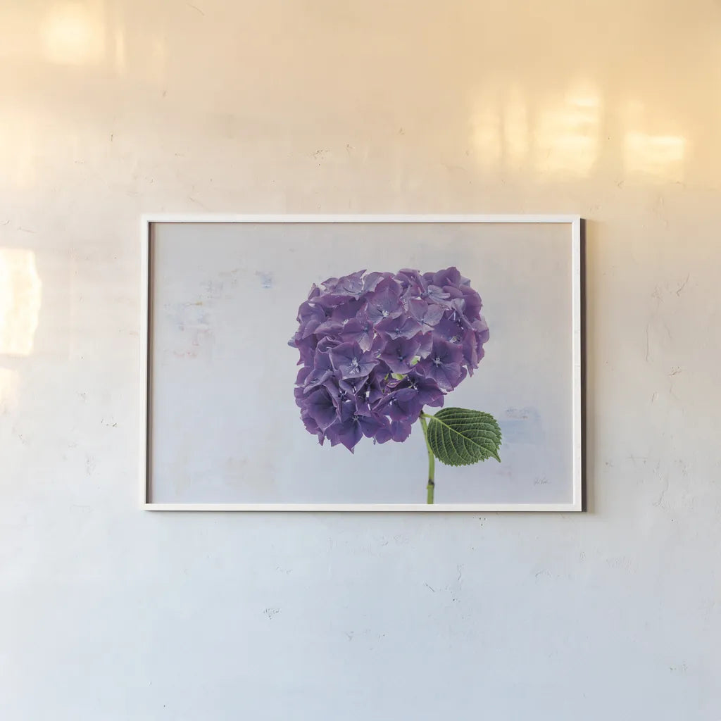 Bright Purple Hydrangea by Deborah Revell. shown as a paper print in a white frame. Available as a archival giclee rolled canvas, fine art paper, or poster print. SKU 93155i.