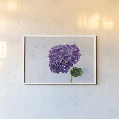 Bright Purple Hydrangea by Deborah Revell. shown as a paper print in a white frame. Available as a archival giclee rolled canvas, fine art paper, or poster print. SKU 93155i.