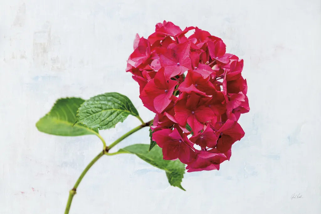 Bright Red Hydrangea by Deborah Revell. SKU 93154i. Archival Giclee Fine art print for wall decor.