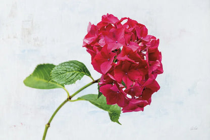 Bright Red Hydrangea by Deborah Revell. SKU 93154i. Archival Giclee Fine art print for wall decor.