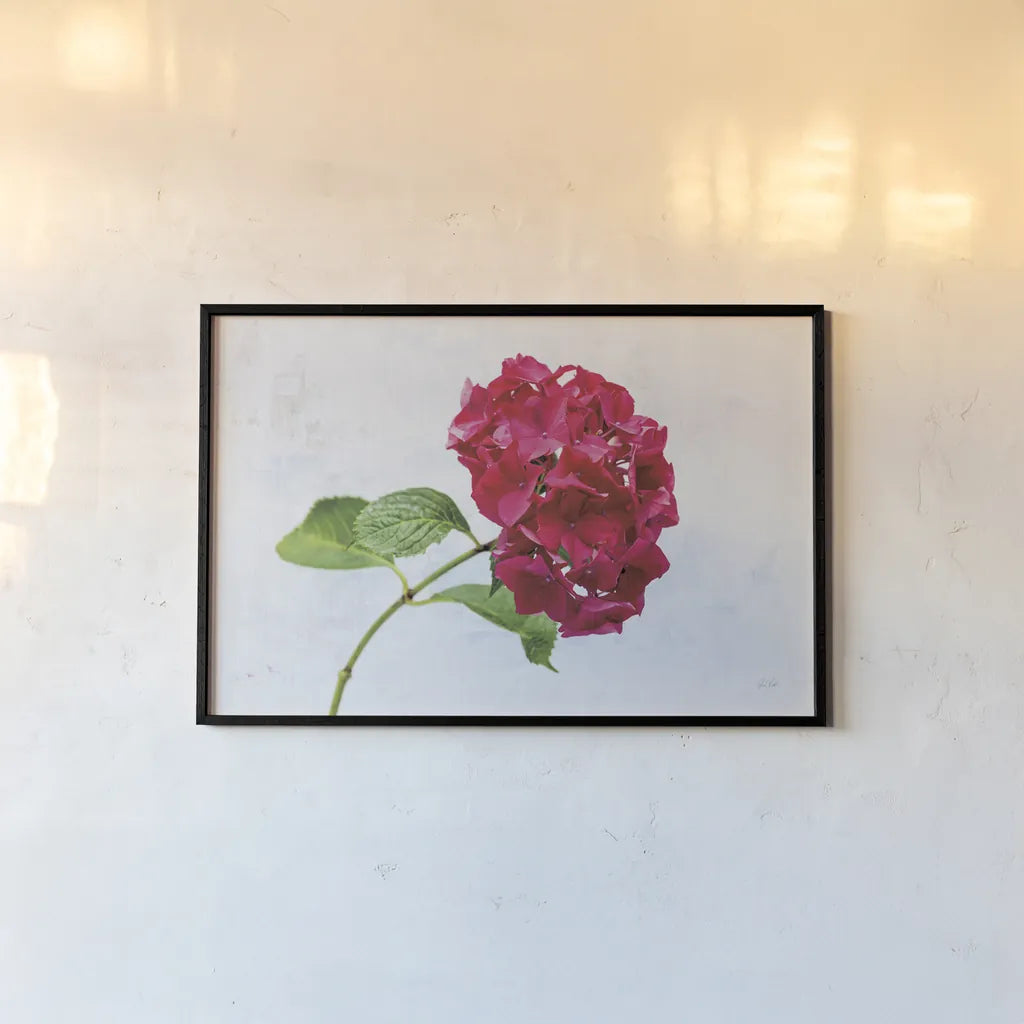 Bright Red Hydrangea by Deborah Revell. shown as a paper print in a black flame. Available as a archival giclee rolled canvas, fine art paper, or poster print. SKU 93154i.