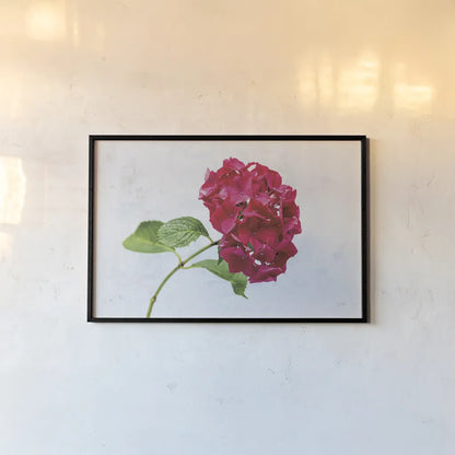 Bright Red Hydrangea by Deborah Revell. shown as a paper print in a black flame. Available as a archival giclee rolled canvas, fine art paper, or poster print. SKU 93154i.