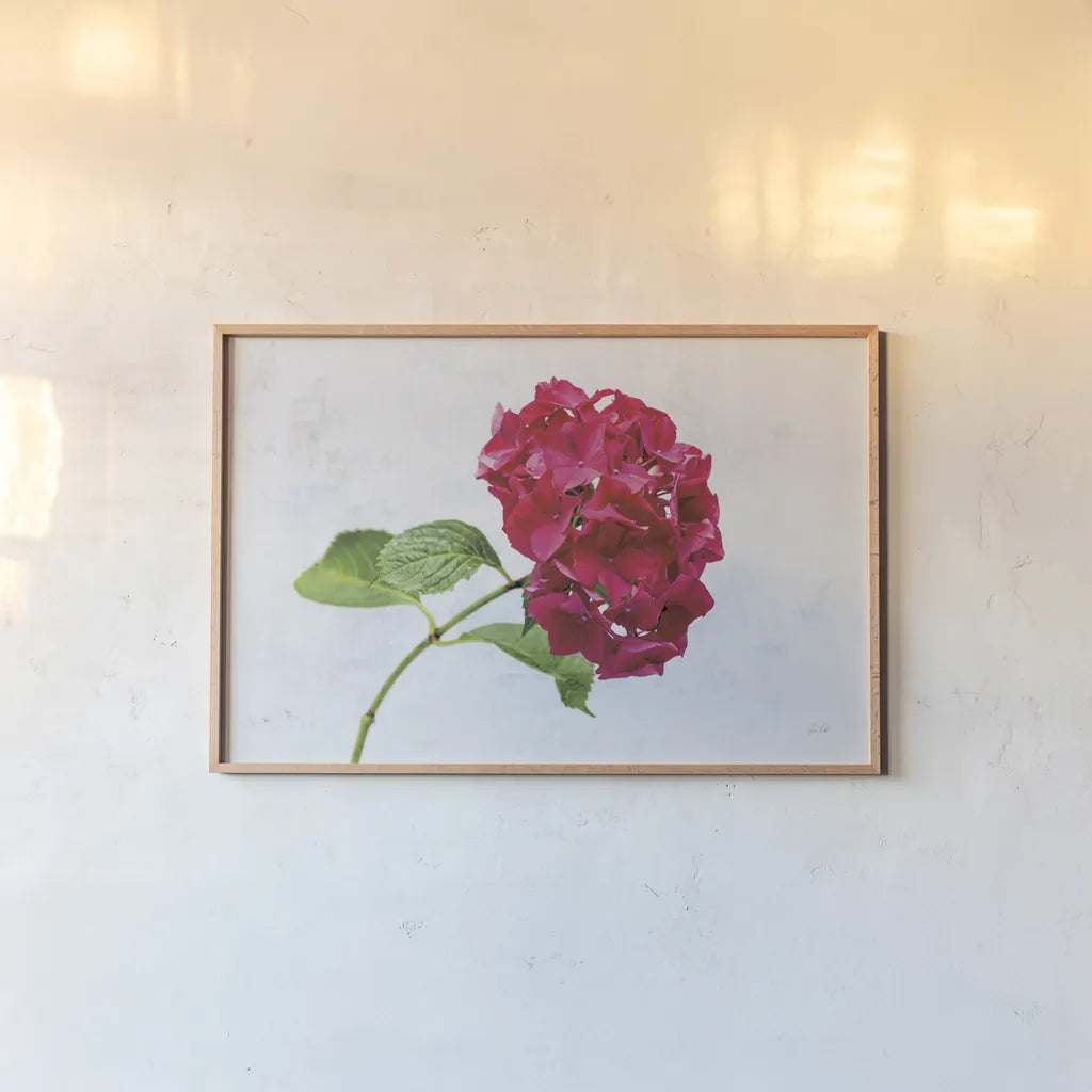 Bright Red Hydrangea by Deborah Revell. shown as a paper print in a natural frame. Available as a archival giclee rolled canvas, fine art paper, or poster print. SKU 93154i.