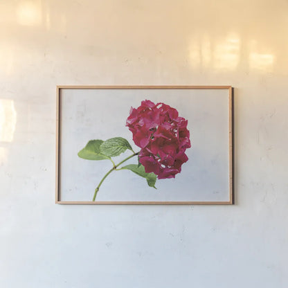 Bright Red Hydrangea by Deborah Revell. shown as a paper print in a natural frame. Available as a archival giclee rolled canvas, fine art paper, or poster print. SKU 93154i.