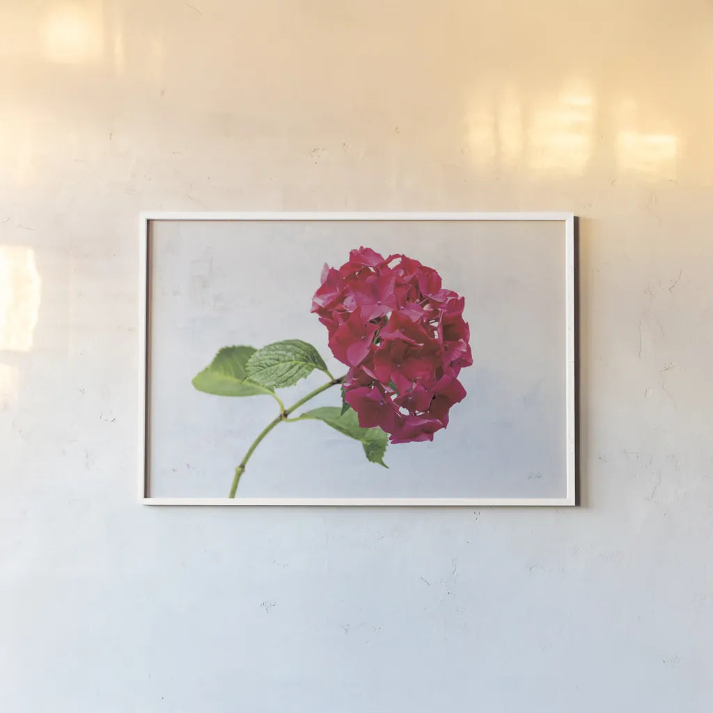 Bright Red Hydrangea by Deborah Revell. shown as a paper print in a white frame. Available as a archival giclee rolled canvas, fine art paper, or poster print. SKU 93154i.
