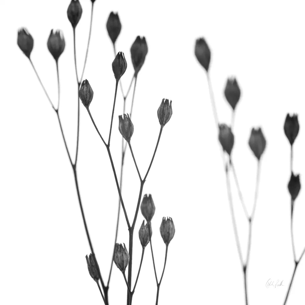 Buds I by Deborah Revell. SKU 92266a. Archival Giclee Fine art print for wall decor.