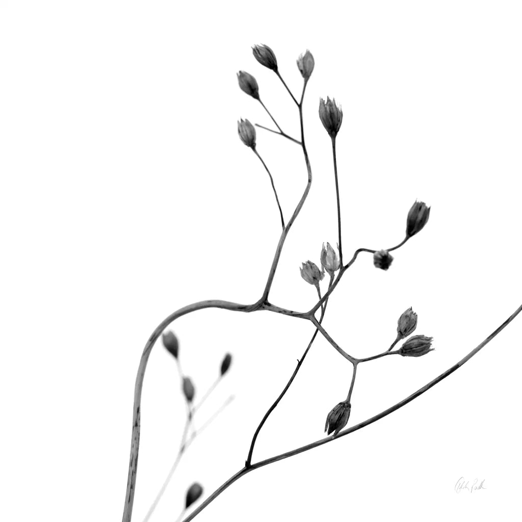 Buds II by Deborah Revell. SKU 92267a. Archival Giclee Fine art print for wall decor.