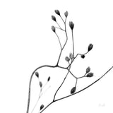 Buds II by Deborah Revell. SKU 92267a. Archival Giclee Fine art print for wall decor.