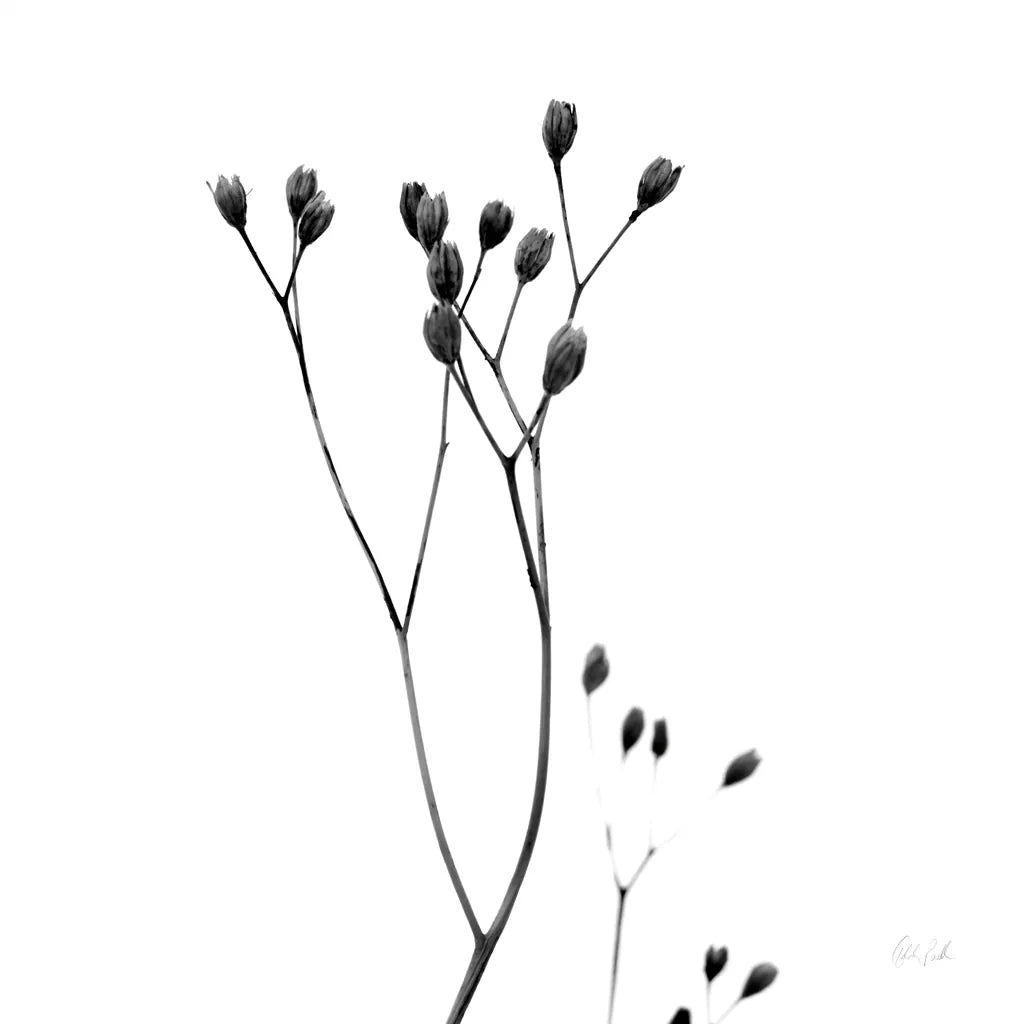 Buds III by Deborah Revell. SKU 92268a. Archival Giclee Fine art print for wall decor.