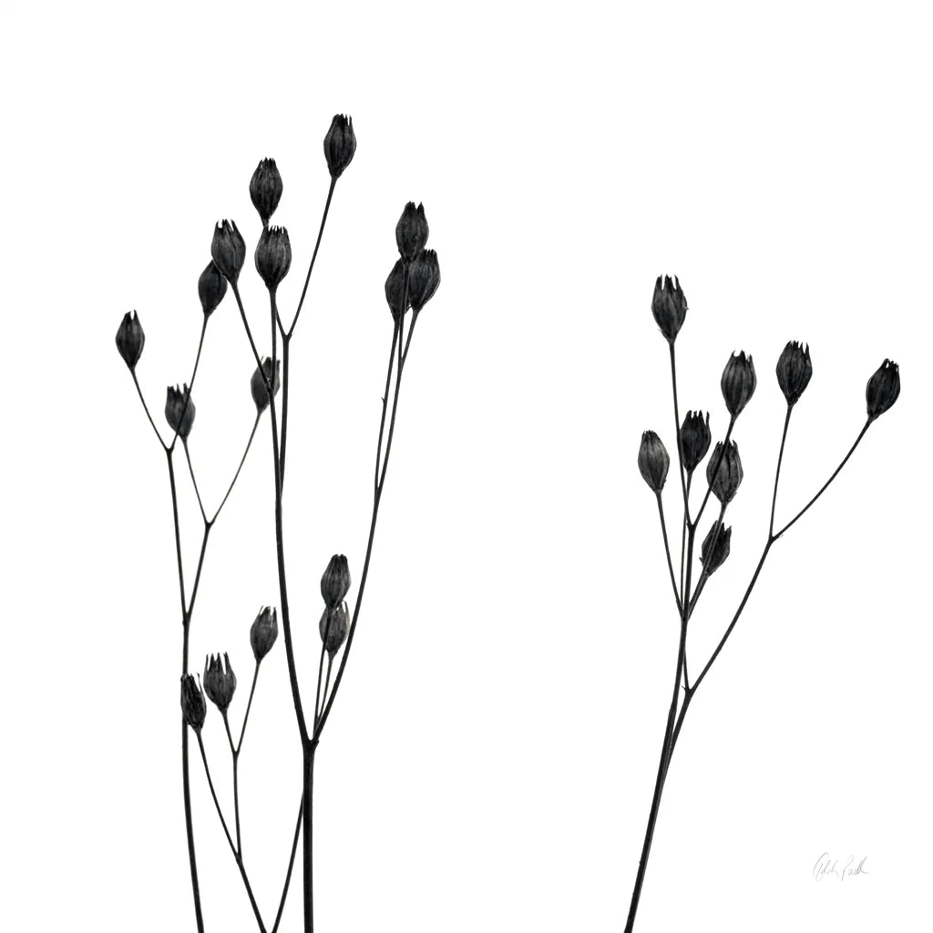 Buds IV by Deborah Revell. SKU 92269a. Archival Giclee Fine art print for wall decor.