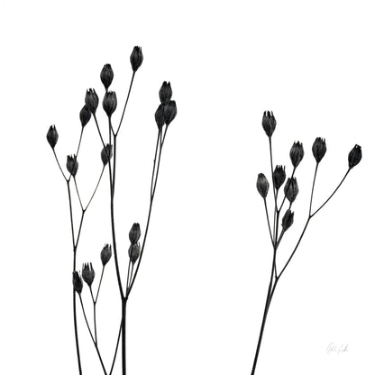 Buds IV by Deborah Revell. SKU 92269a. Archival Giclee Fine art print for wall decor.