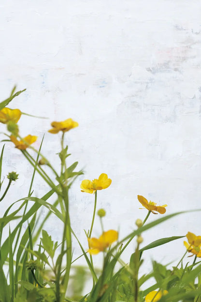 Buttercups by Deborah Revell. SKU 93426h. Archival Giclee Fine art print for wall decor.