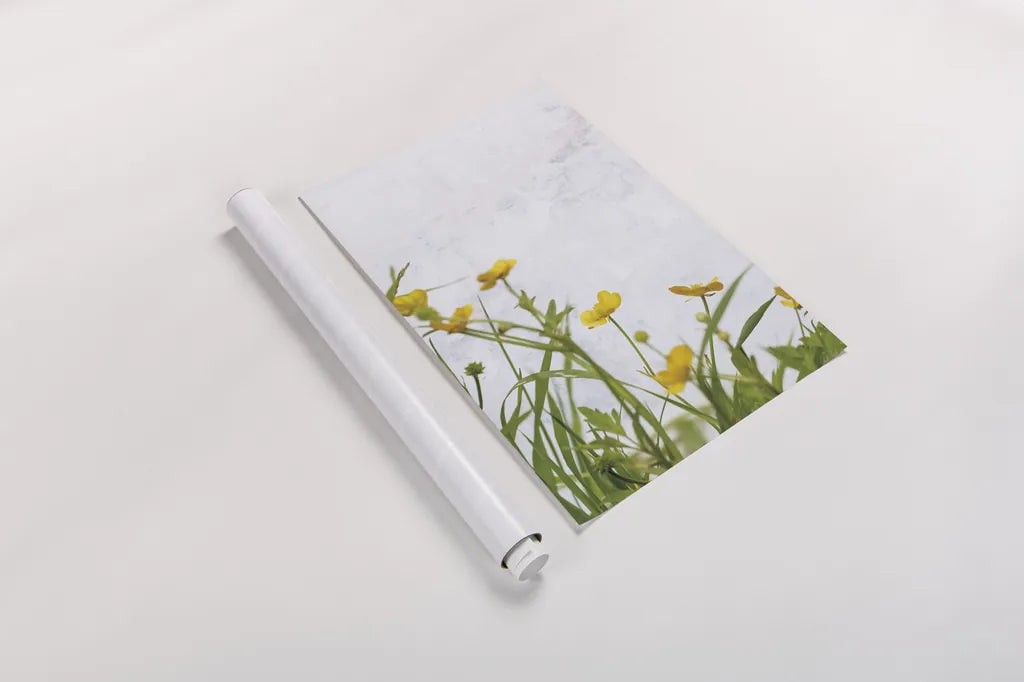 Buttercups by Deborah Revell. shown as a rolled paper print. Available as archival giclee rolled canvas, fine art paper, or poster print. SKU 93426h.