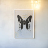 Butterfly III by Deborah Revell. shown as a paper print in a white frame. Available as a archival giclee rolled canvas, fine art paper, or poster print. SKU 91145h.