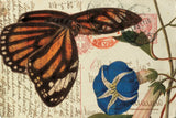 Butterfly Postcard I by Deborah Revell. SKU 91112i. Archival Giclee Fine art print for wall decor.