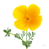 California Poppy by Deborah Revell. SKU 104465a. Archival Giclee Fine art print for wall decor.