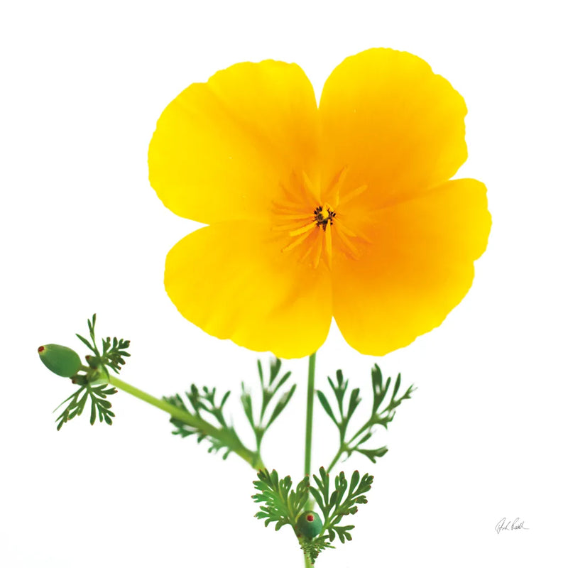 California Poppy by Deborah Revell. SKU 104465a. Archival Giclee Fine art print for wall decor.