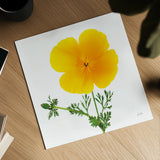 California Poppy by Deborah Revell. Shown as a detailed flat fine art print, highlighting archival giclee quality. Available as an archival giclee rolled canvas, fine art paper, or poster print. SKU 104465a.