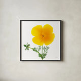 California Poppy by Deborah Revell. Shown in a sleek black glass frame for a contemporary gallery look. Available as an archival giclee rolled canvas, fine art paper, or poster print. SKU 104465a.