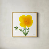California Poppy by Deborah Revell. Shown in a natural wood glass frame for a timeless modern aesthetic. Available as an archival giclee rolled canvas, fine art paper, or poster print. SKU 104465a.
