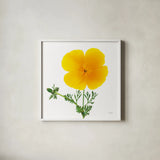 California Poppy by Deborah Revell. Shown in a crisp white glass frame for a clean and minimalist style. Available as an archival giclee rolled canvas, fine art paper, or poster print. SKU 104465a.