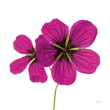 Campion by Deborah Revell. SKU 104464a. Archival Giclee Fine art print for wall decor.